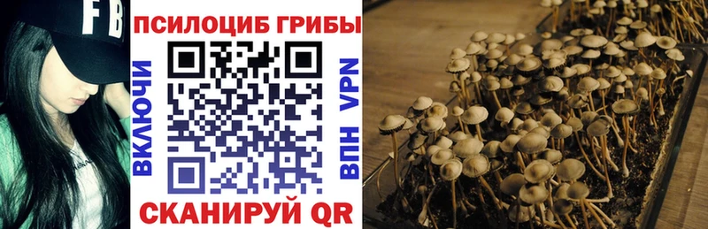 Псилоцибиновые грибы Cubensis  Купить закладки  Белинский 